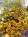 Calliopsis (Tinctoria) Mix - Image 2